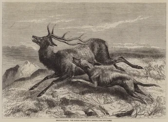 Hirschjagd, die Jagd